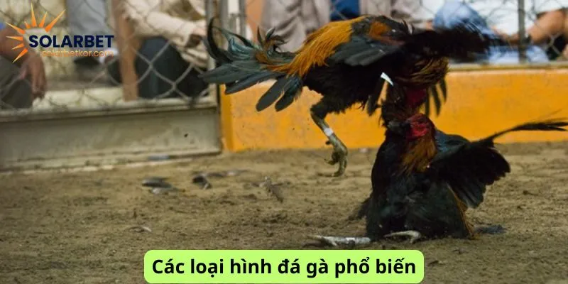 Các loại hình phổ biến