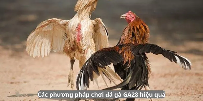 Các phương pháp chơi đá gà GA28 hiệu quả