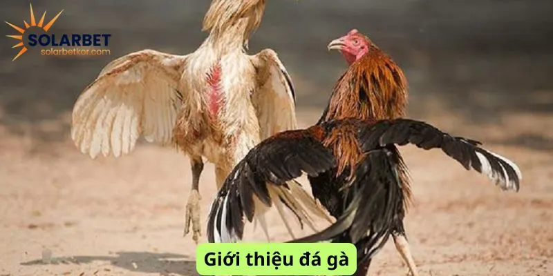 Giới thiệu đá gà