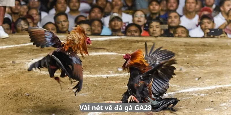 Vài nét về đá gà GA28