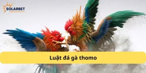 Luật đá gà thomo