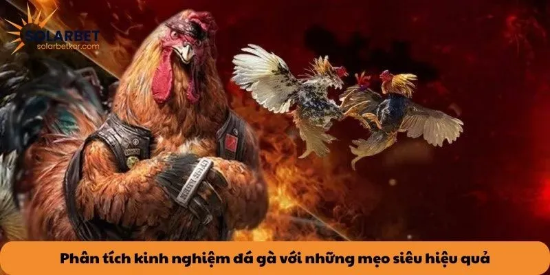 Phân tích kinh nghiệm đá gà với những mẹo siêu hiệu quả