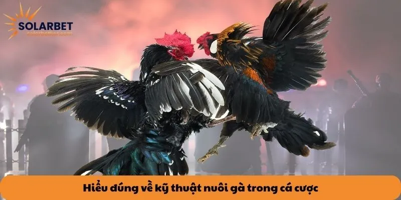 Hiểu đúng về kỹ thuật nuôi gà trong cá cược