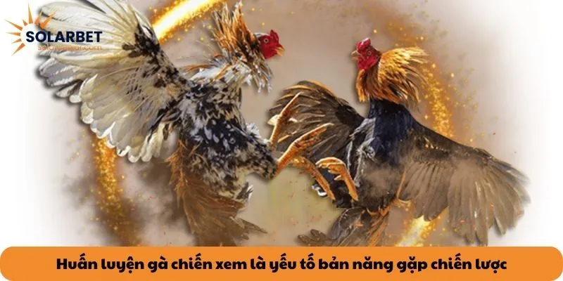 Huấn luyện gà chiến xem là yếu tố bản năng gặp chiến lược