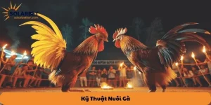 Kỹ thuật nuôi gà