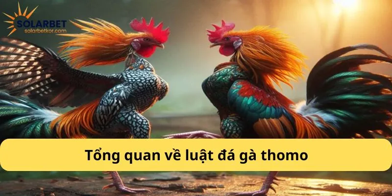 Tổng quan về luật đá gà thomo